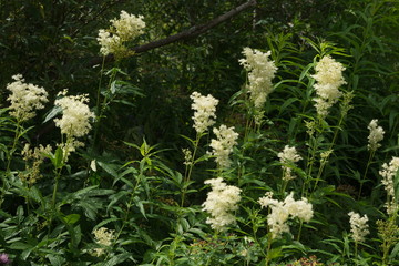Заросли цветущей Таволги вязолистной.