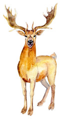 Naklejka na ściany i meble Handdrawn vintage Deer, watercolor Christmas illustration isolated on white background.