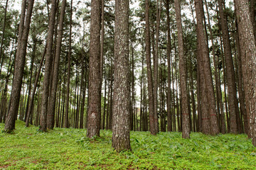 Pine tree forest, north of Thailand