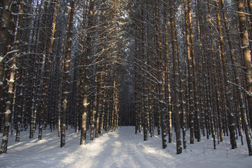 Fototapeta premium Path in a winter pine forest