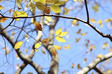 Obraz premium 水色の空と黄色い葉