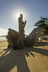 Drift wood on the beach in the backlight