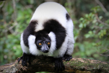 Obraz premium Ruffed lemur, Monkeyland, South Africa