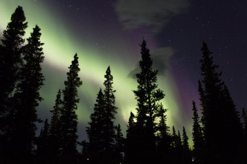 Northern lights across the black spruces on the Alaskan Range
