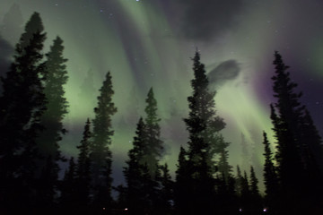 Fototapeta na wymiar Northern lights across the black spruces on the Alaskan Range
