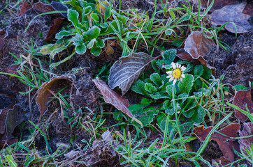 the first frost on the ground at the end of the autumn with the withering daisy flower reminding of the season passed
