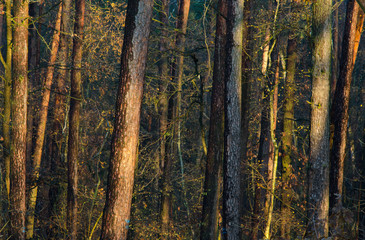 forest during sunrise in the late autumn