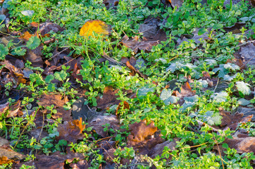 sunlit ground in the forest during the first frost of the season