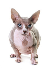 sphinx cat in studio