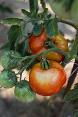 Home Growing Tomatoes. Healthy food.