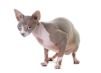 sphinx cat in studio