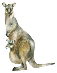 Watercolor australian kangaroo