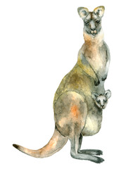 Watercolor australian kangaroo