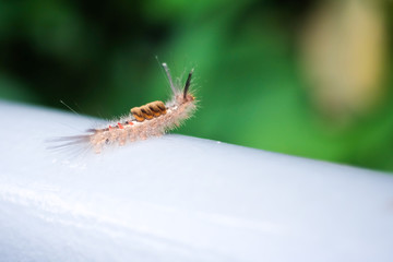 caterpillar with blur green background