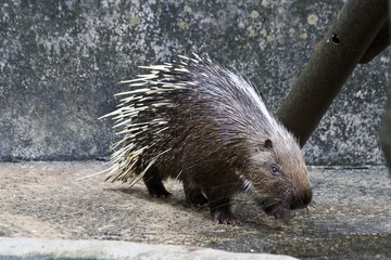 Porcupine