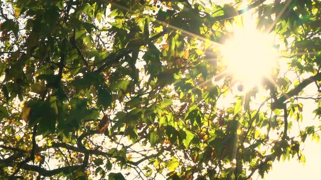 Sunlight glinting through the leaves of a horse chestnut or conker tree in Fall or Autumn