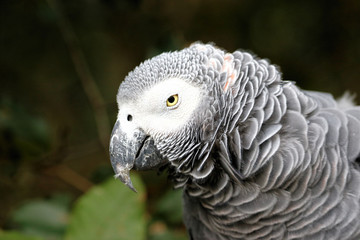 Closeup of a parrot, South Africa