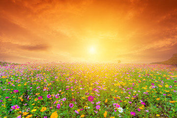 Obraz premium beautiful landscape image with cosmos flower field at sunset.