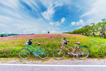 Fototapeta na wymiar beautiful landscape image with bicycles on cosmos flower field.