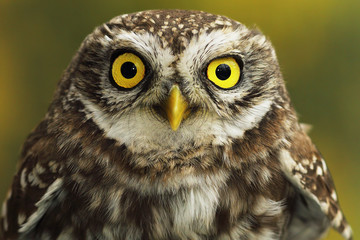 close up of little owl eyes