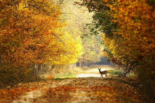 beautiful view of forest road