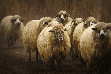 domestic sheep herd