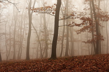 fog through the forest