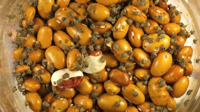 Yellow Brown gram bean infected by Acanthoscelides obtectus little bugs beetles