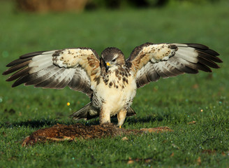 Buse variable à table!