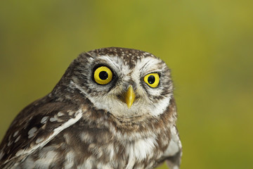 portrait of cute little owl