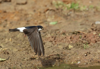 Hirondelle à la construction du nid!