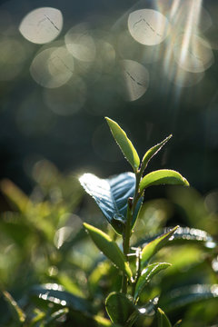 Tea leaf in the winter sunlight
