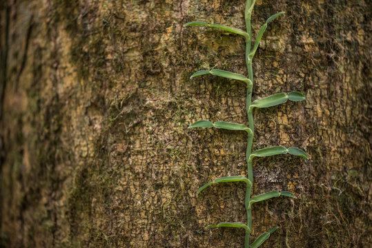 Vain Growing on a Tree