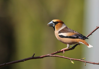 Gros bec dans la pluie!