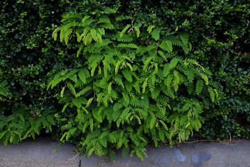 Fototapeta na wymiar Mimosa pudica folding Leaflets on the wall in the Garden