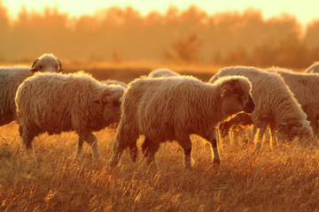 sheep herd in beautiful orange dawn light