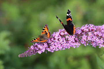 Papillons sur l'arbre à papillons!