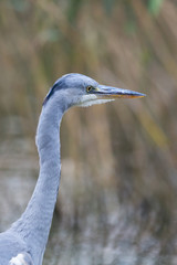 detailed portrait gray heron bird (ardea cinerea) with reed in background