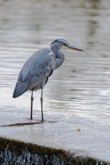 close view gray heron bird (ardea cinerea) standing in water