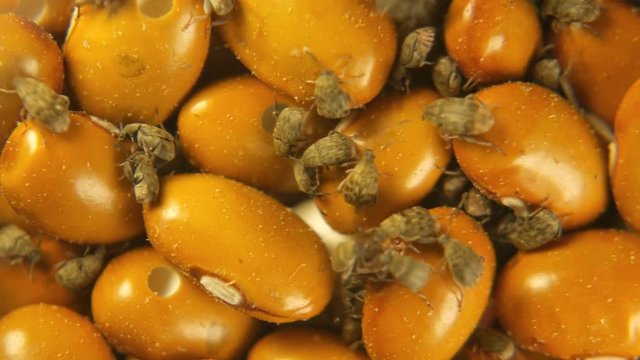 Yellow Brown gram bean infected by Acanthoscelides obtectus little bugs beetles