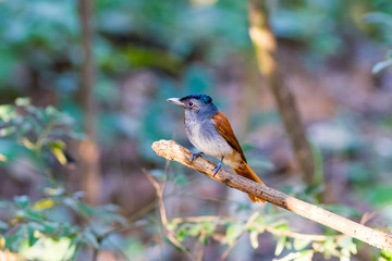 Beautiful Bird (Asian Paradise-Flycatcher)  on branch in Doi inthanon Chiangmai. Thailand