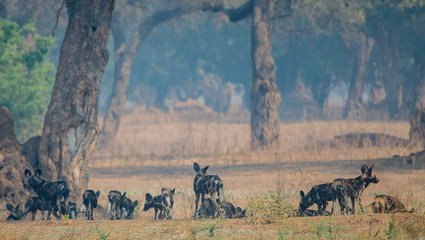 Afrikanische Wildhunde in der Savanne vom in Simbabwe, S&uuml;dafrika