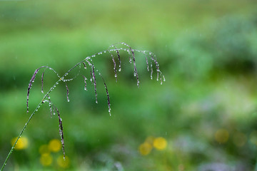 Icelandic flora