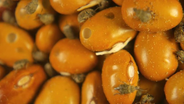 Yellow Brown gram bean infected by Acanthoscelides obtectus little bugs beetles
