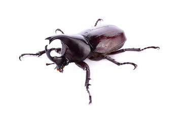 Beetle isolated on white background