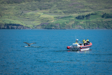 Fototapeta na wymiar Whale in the Dalvik Fjord