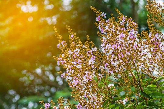 Blurry light of Queens crape myrtle flowers or Queen's flower, Lagerstroemia inermis Pers ,Pride of India , Jarul and green leaf  on natural light bokeh background