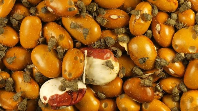 Yellow Brown gram bean infected by Acanthoscelides obtectus little bugs beetles