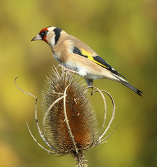 Fototapeta premium Chardonneret élégant!