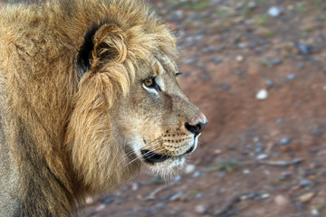 Close up of male lion in the Kruger National Park, South Africa